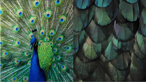 Bespoke-Inspiration-Feather-p-500